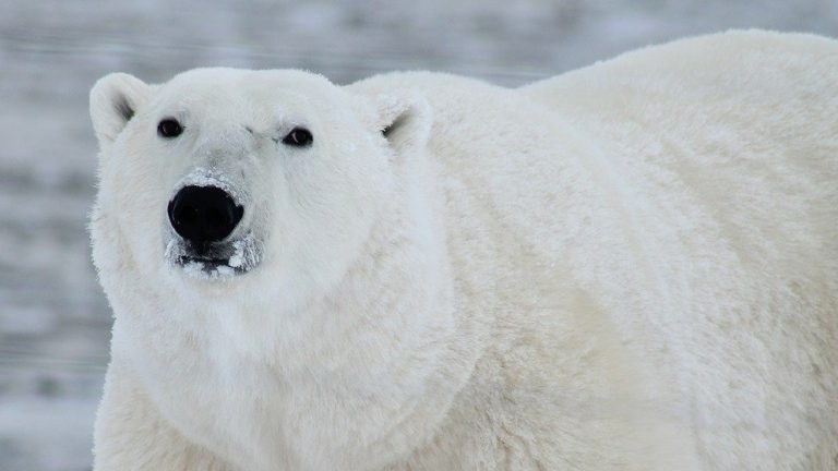 Dutch Man Killed By Polar Bear in Norway -- Is Climate Change to Blame?