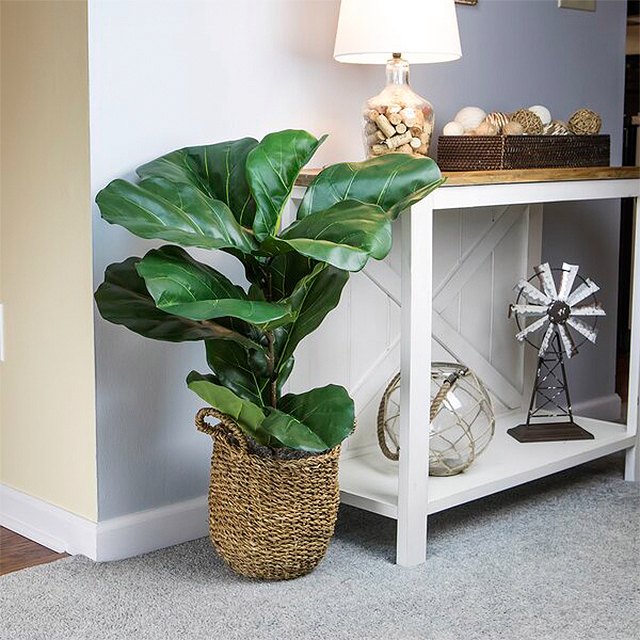 Bayou Breeze Fiddle Leaf Fig Plant in Basket