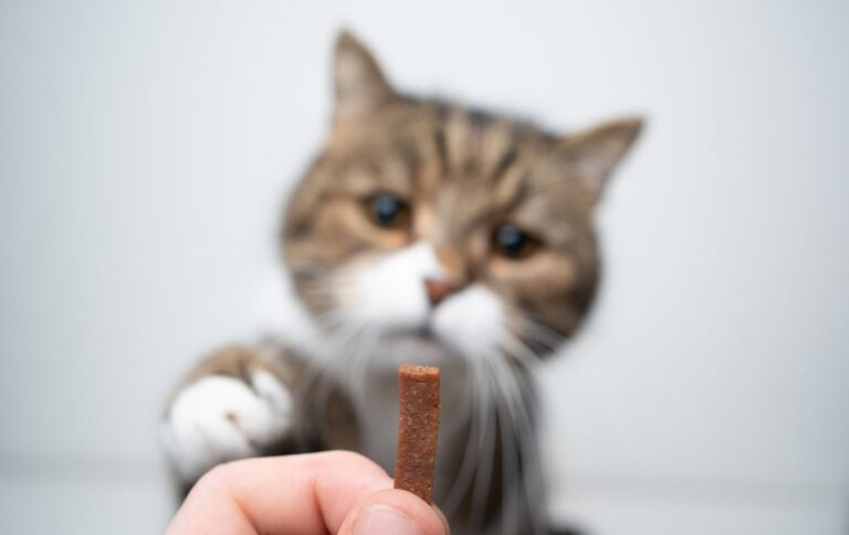 Best Cat Treats to Calm Your Feline Friend in 2022