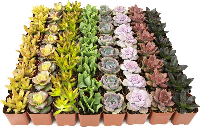 colorful succulents